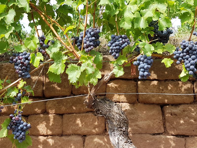 Weinwanderung am Skulpturenpfad